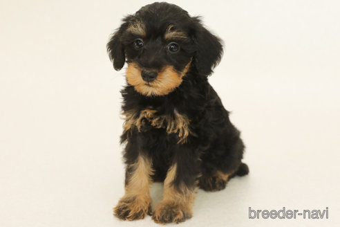 成約済の神奈川県のミックス犬-378611の1枚目